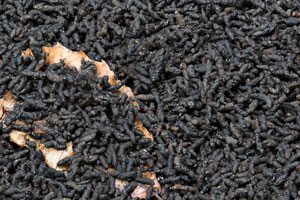 how Animal Droppings Cleanup works